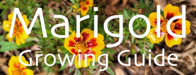 Marigold Growing Guide