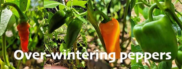 Over-wintering pepper plants